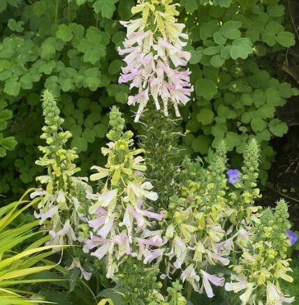 Digitalis 'Appleblossom'